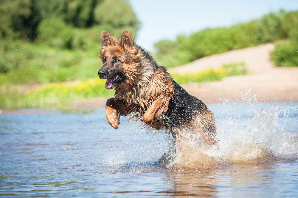 German Sheppard with newly repaired Elbow Dysplasia splashing in water.