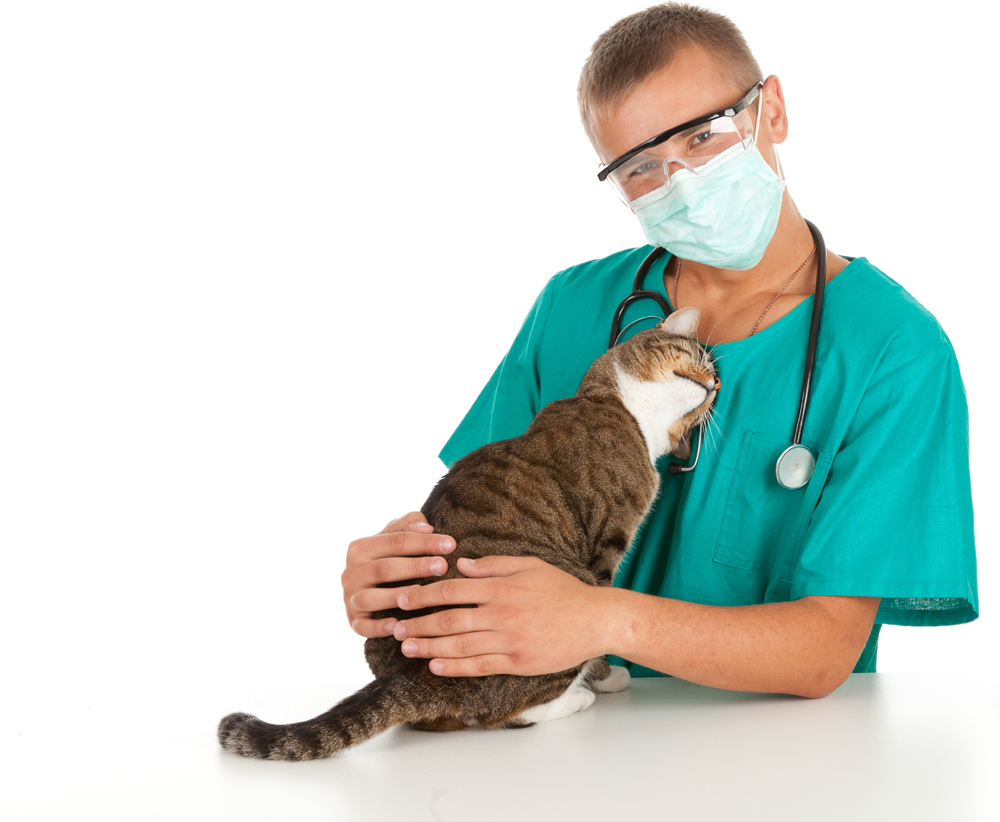 osteoarthritis care from our veterinarian in Omaha, NE