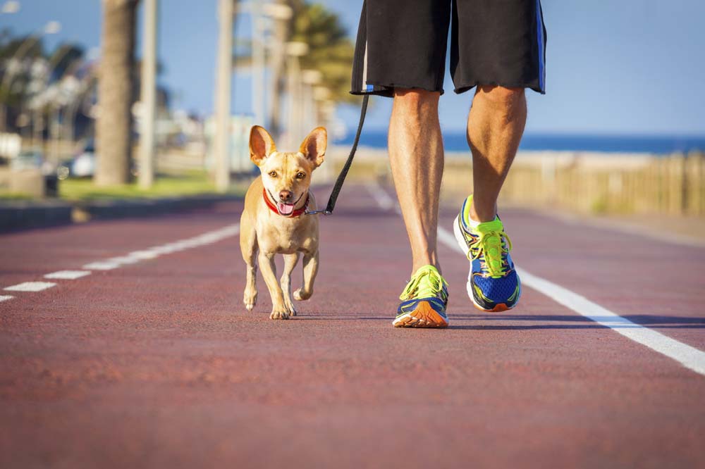 Small dog running with owner on a track.